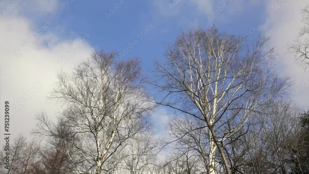 Clouds in the Winter Forest Clouds in the Winter Forest