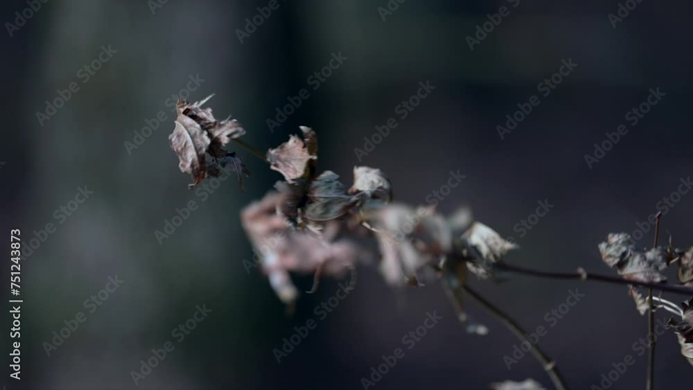 The wind of winter shakes the forest The wind of winter shakes the forest