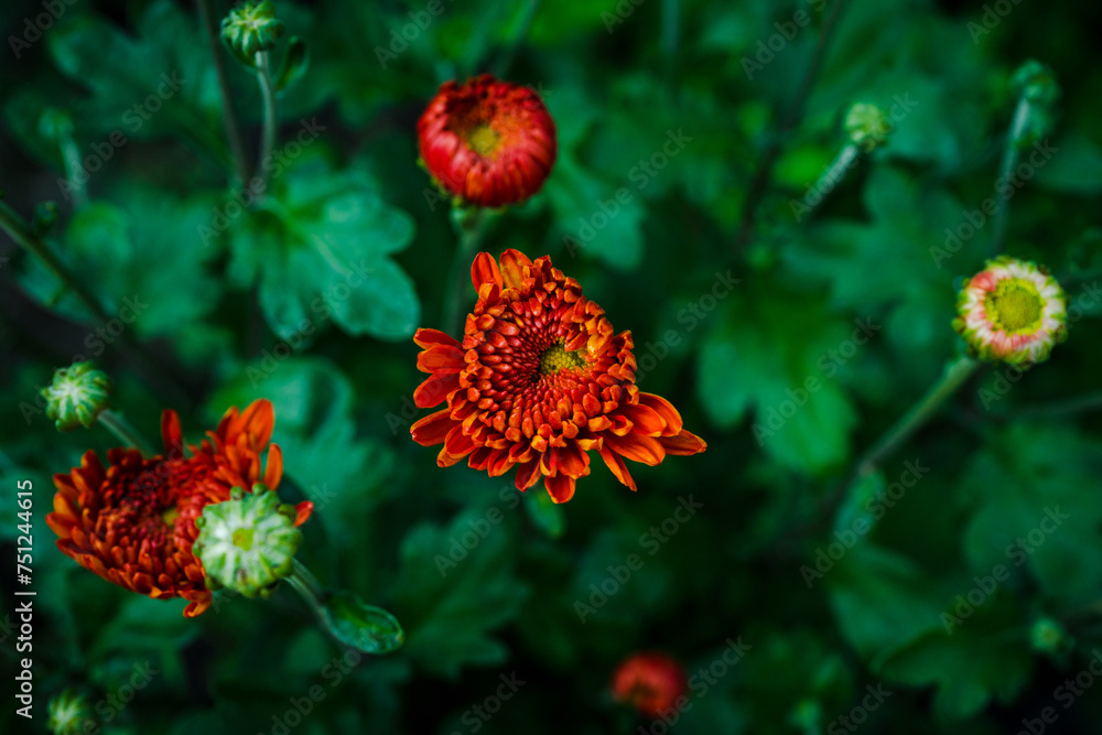 Chrysanthemums blooming with orange flowers in the garden. Selective focus. Shallow depth of field. Chrysanthemums blooming with orange flowers in the garden. Selective focus. Shallow depth of field.