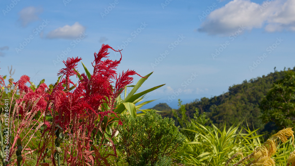 bright plants in the landscape of a tropical island, sunny day