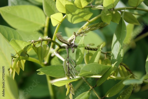 Fényképezés Plants whose leaves bloom new and are beautiful to look at