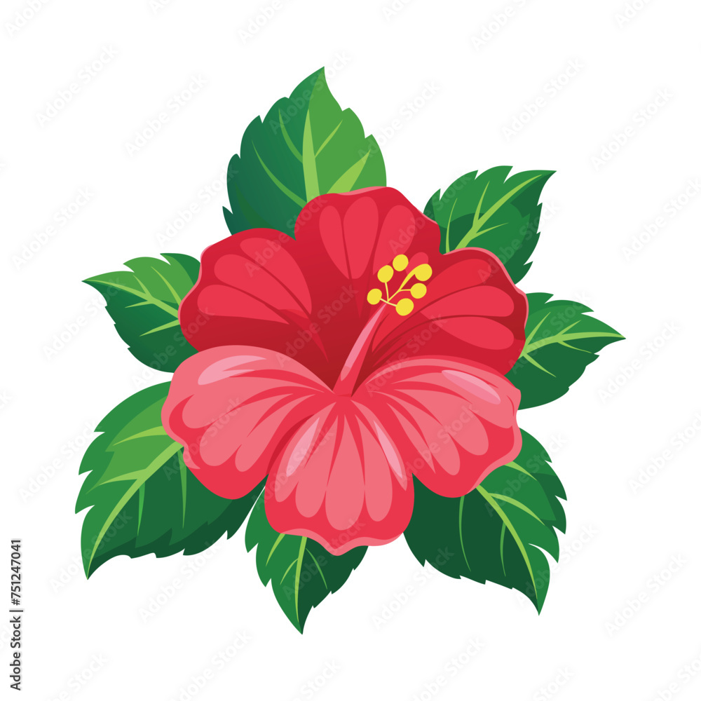Hibiscus Flower Illustration on White Background Hibiscus Flower Illustration on White Background