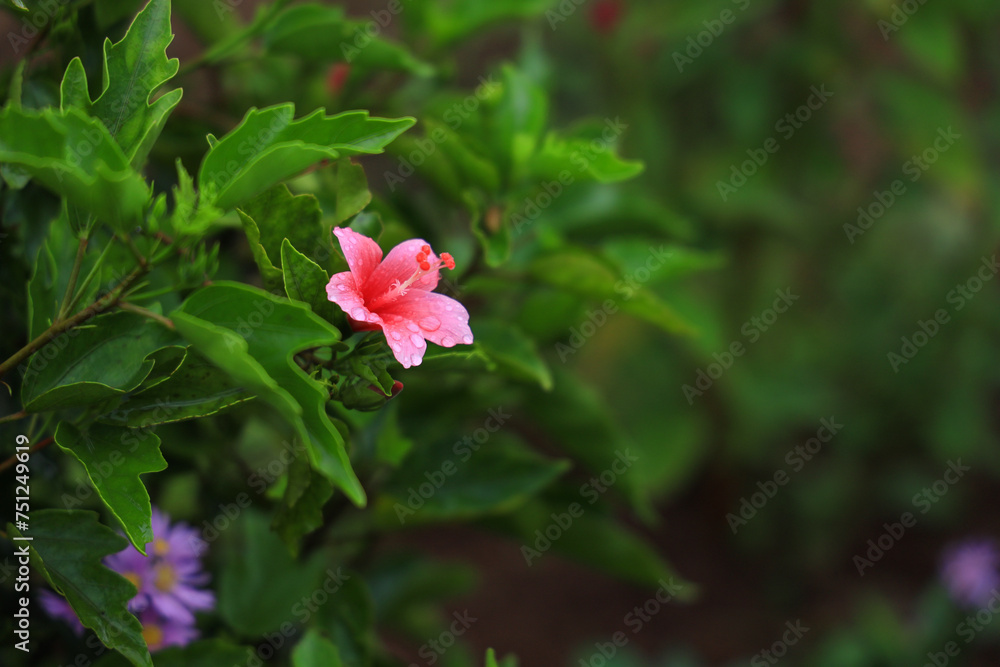 Lovely view of pink hibiscus flowers in Nelliyampathy Lovely view of pink hibiscus flowers in Nelliyampathy