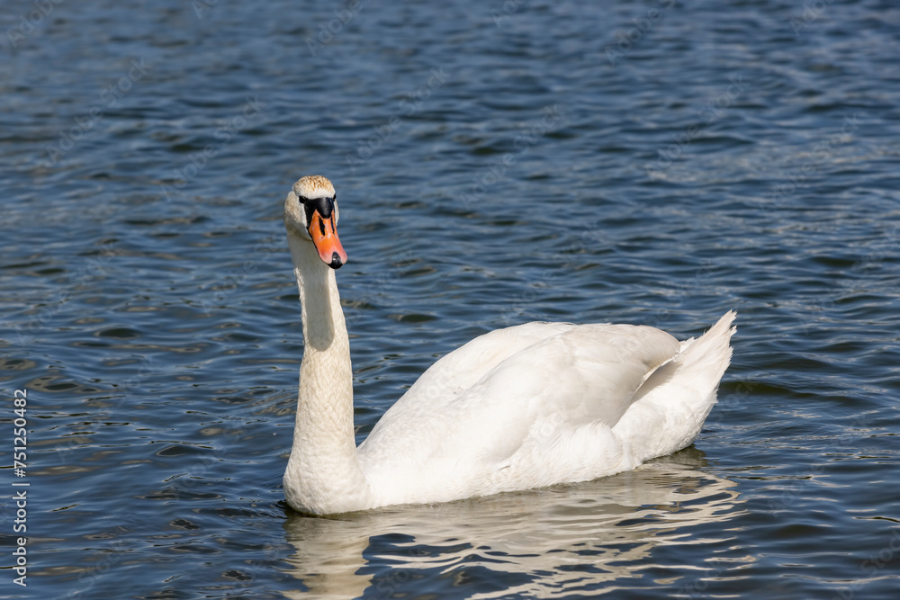 Fototapeta premium white swans swimming in the lake in summer