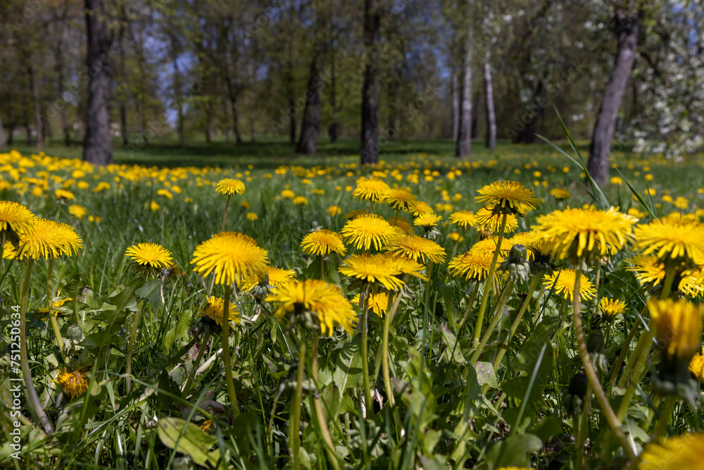 spring dandelion flowers during flowering spring dandelion flowers during flowering