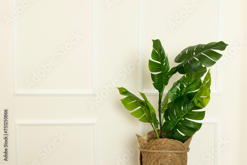 Plants and flowers are on the wooden coffee table in front of the wall. Home design, decoration. Detail shot.