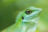 The green lizard perched gracefully on the branch, blending seamlessly with the foliage around it. Its slender body was adorned with scales that shimmered in the dappled sunlight, providing excellent 