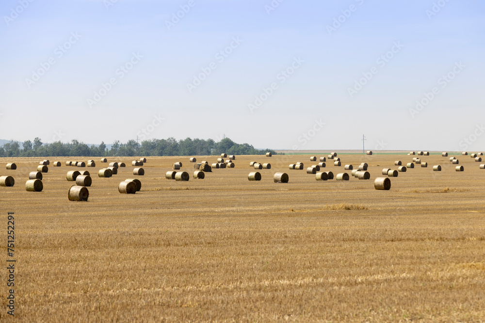 Obraz premium stacks of wheat straw in the field after harvest