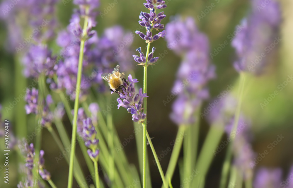 lavender flowers blooming in a garden and honey bee collecting pollen lavender flowers blooming in a garden and honey bee collecting pollen