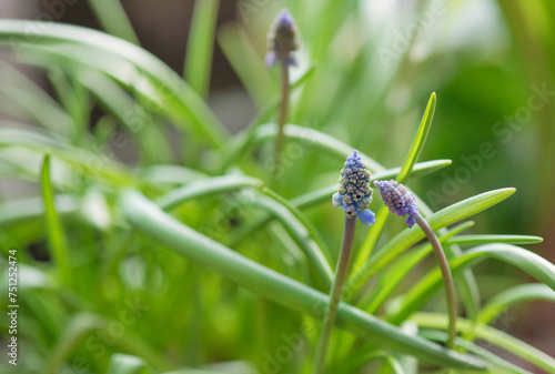 close-up of a flower bud of a muscari beginning to bloom