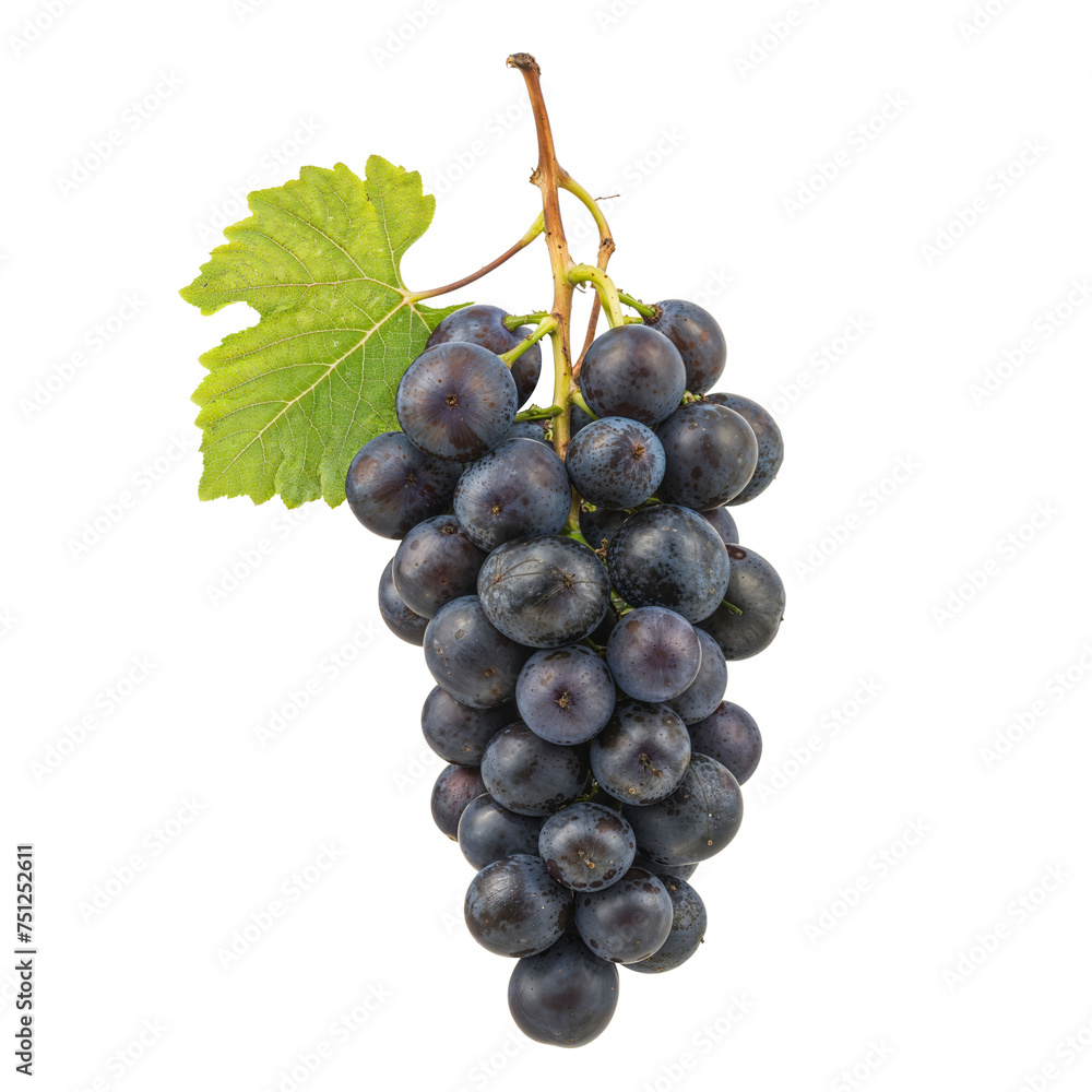 Fototapeta premium Bunch of Black Grapes with Leaf Isolated 