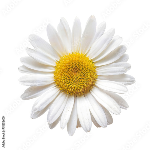 Single White Daisy Flower Isolated on Transparent  © Natural PNG