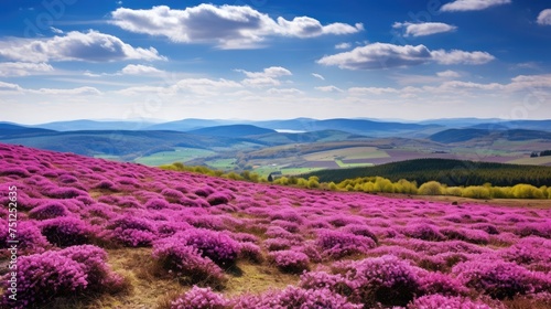 The outlook from the hill full of beautifull pink flowers in the mountains in Czech republic.