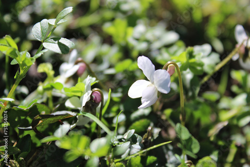 White violet in the sun (Viola alba, Viola dehnhardti). Abkhazia