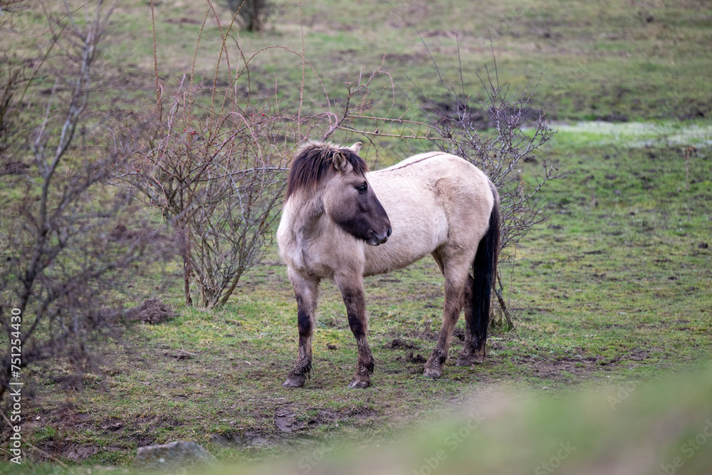 Fototapeta premium Exmoor-Pony und Konik Pferde im Landschaftspark Nohra