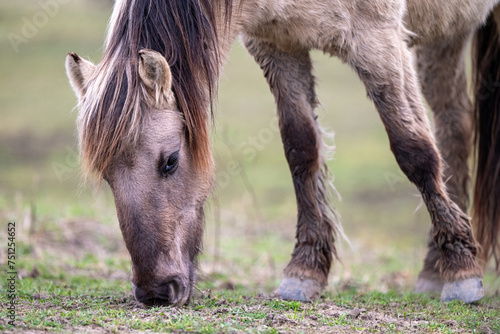 Exmoor-Pony und Konik Pferde im Landschaftspark Nohra photo