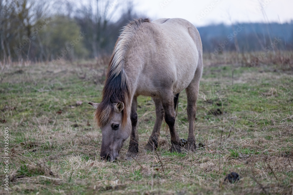 Exmoor-Pony und Konik Pferde im Landschaftspark Nohra Exmoor-Pony und Konik Pferde im Landschaftspark Nohra