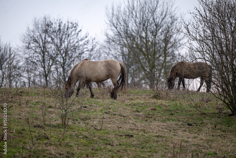 Exmoor-Pony und Konik Pferde im Landschaftspark Nohra Exmoor-Pony und Konik Pferde im Landschaftspark Nohra