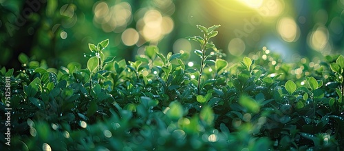The close-up shot shows a plant covered in delicate water droplets, glistening under the light. The details of the leaves and the droplets are captured in sharp focus, while a blurred green background