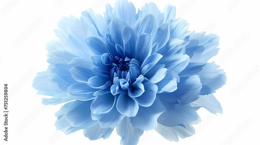 light blue flower on a white background isolated with clipping path. Closeup. big shaggy flower. for design