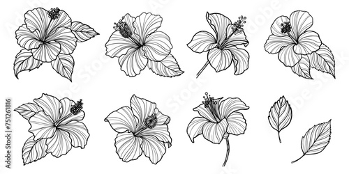 Set of hand drawn hibiscus flower. Outline vector illustration with tropical flowers.