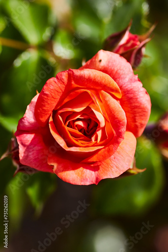 Rosen im Kurpark, Bad Sassendorf, 2023, 