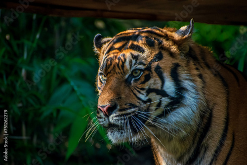 close-up portrait of a bengal tiger