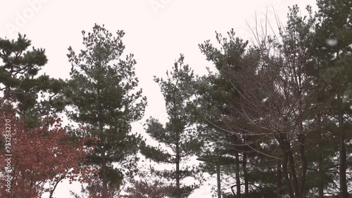 Snowflakes falling on tall pine trees