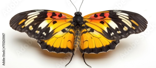 A Delias hyparete, commonly known as the Painted Jezebel butterfly, is perched gracefully on a white background. The vibrant colors of yellow and black are prominently displayed on its lower wings. photo