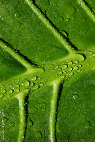 A deep green colorful leaf with water droplets photo