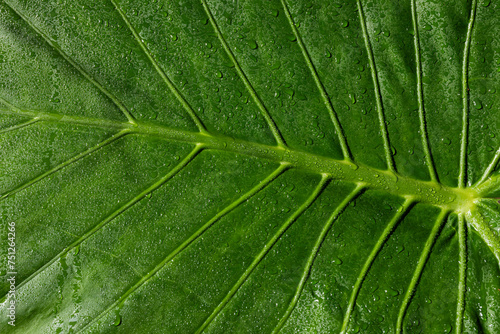 A green leaf covered with water droplets photo