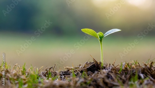 A small sprout sprouts between the dried grass.