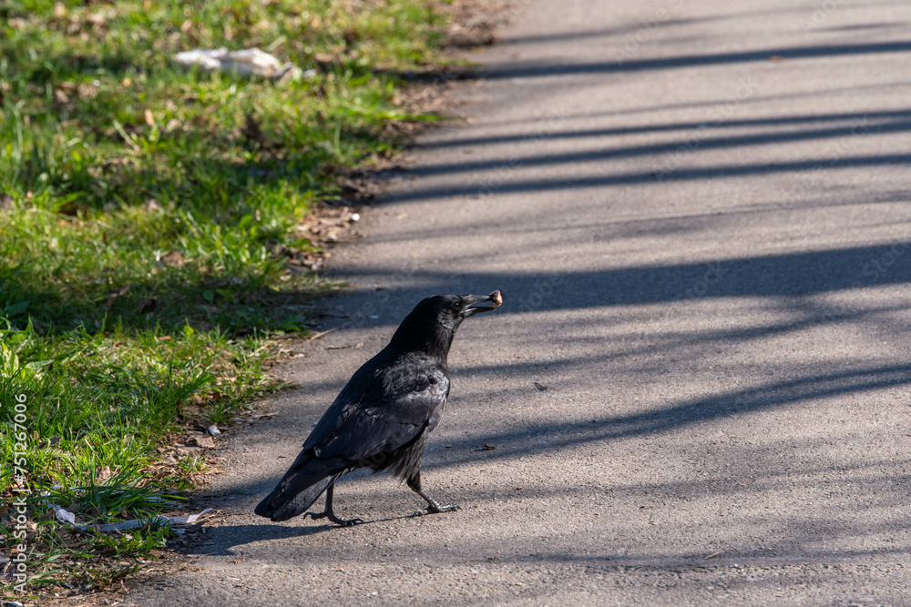 Obraz premium crow on the ground