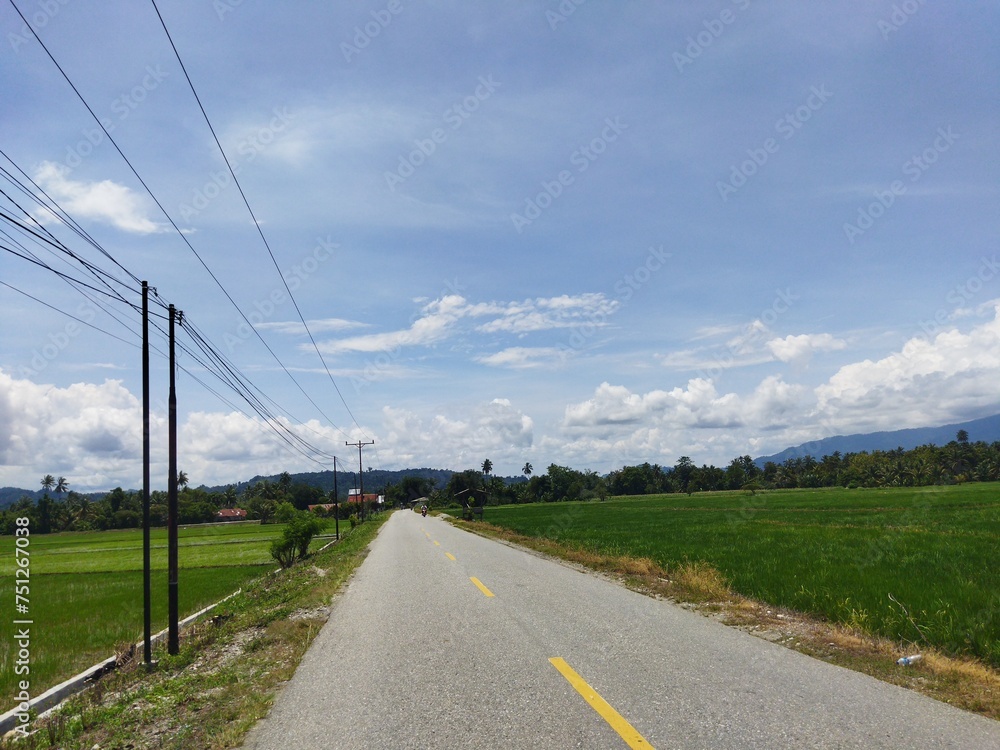 Asphalt road with rice plants on the right and left.