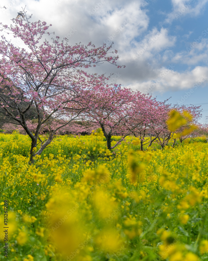 千葉県旭市　岩井の堰　河津桜と菜の花