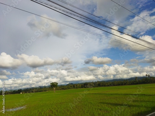View of rice fields in the morning.