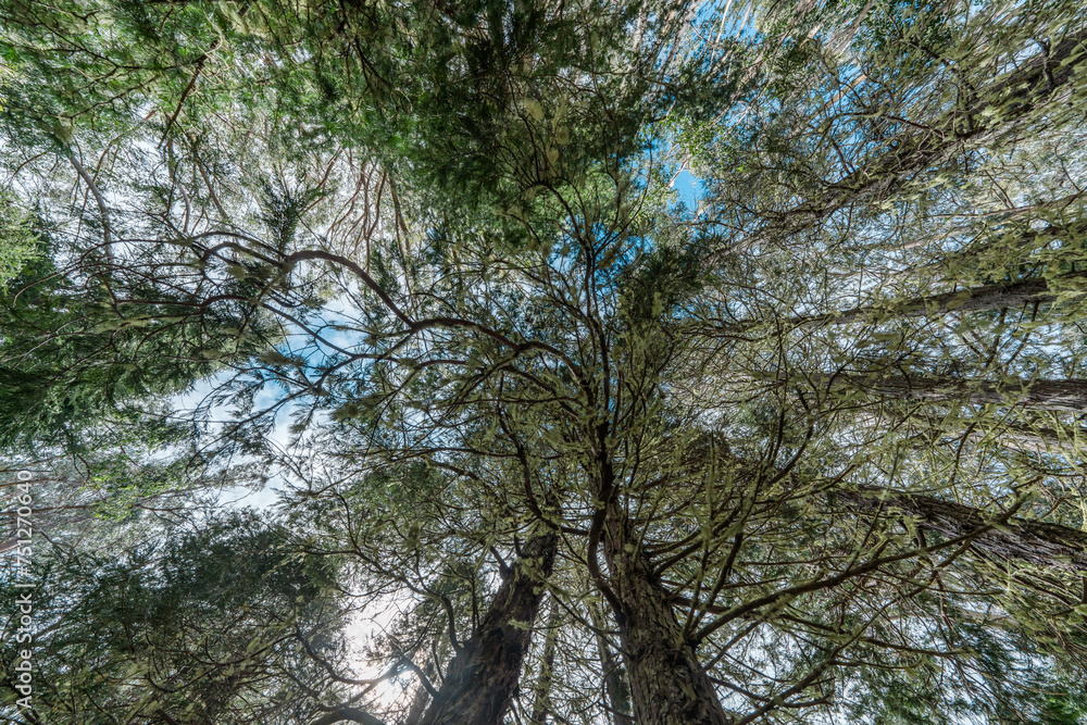 Fototapeta premium Hosmer Grove Campground Haleakalā National Park Maui Hawaii