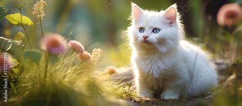 A white cat is sitting amidst a field of colorful flowers. The cats gaze is intense, showcasing its innocence and charm in the lush natural setting.