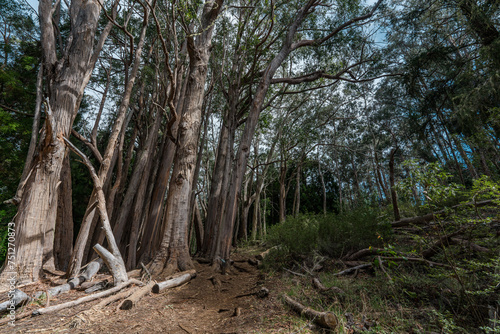 Hosmer Grove Campground Haleakalā National Park Maui Hawaii photo