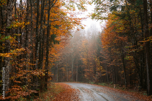 Road through the forest in autumn photo