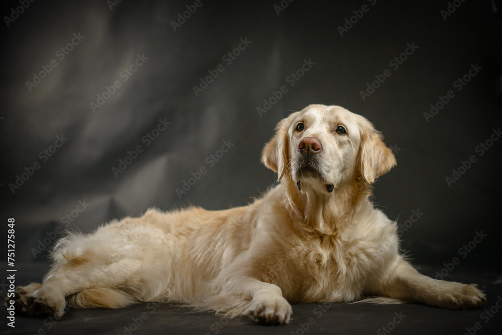 A dog golden retrievers