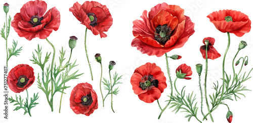 Red poppy flower watercolor illustration vector collection