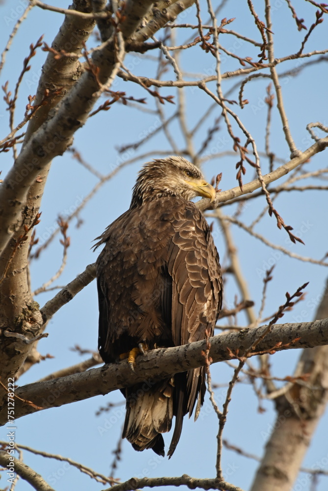 red tailed hawk