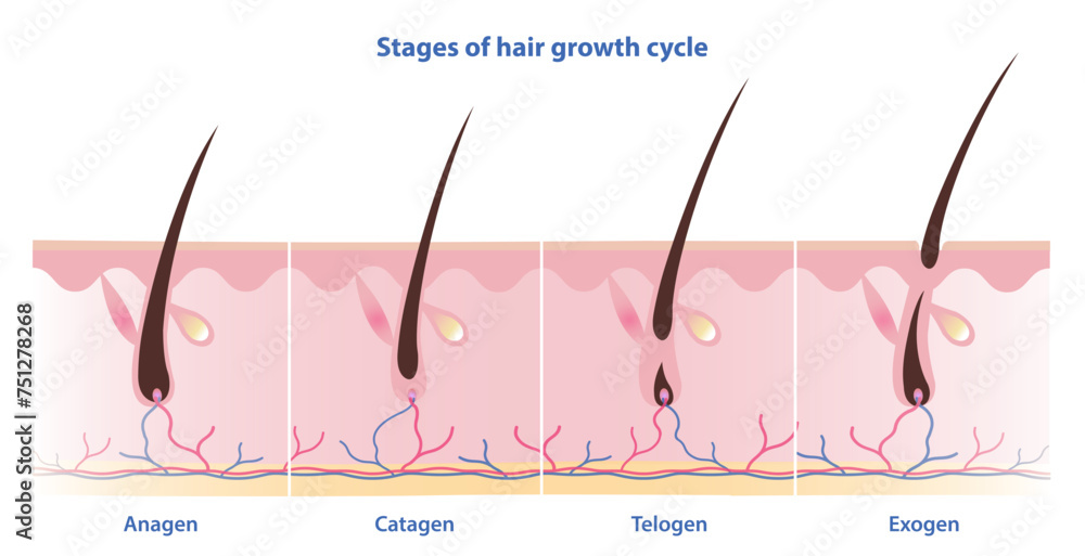 Hair Process Stages of hair growth cycle vector isolated on white background. Hair ...