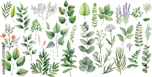 Vector Big Set watercolor elements - wildflower, herbs, leaf