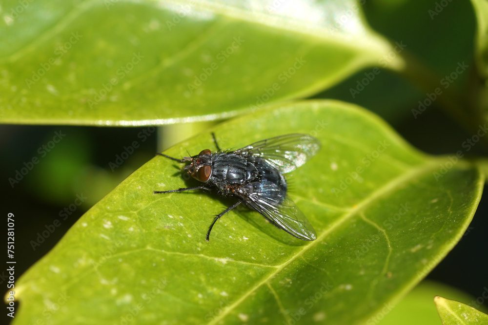 Close up blue blow fly, blue bottle fly Calliphora vicina, family blow flies (Calliphoridae) on a leaf of Japanese laurel (Aucuba japonica) in a Dutch garden. Spring, Netherlands, March Close up blue blow fly, blue bottle fly Calliphora vicina, family blow flies (Calliphoridae) on a leaf of Japanese laurel (Aucuba japonica) in a Dutch garden. Spring, Netherlands, March