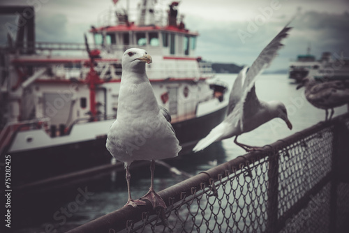 Seagull sitting on a reiling in the harbour of Seattle photo