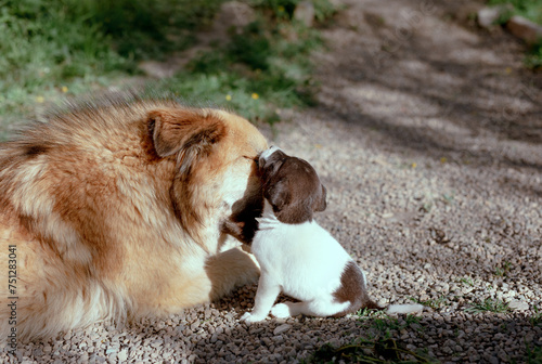 dog and puppy photo