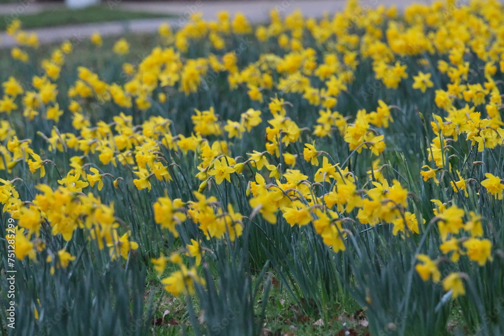 Obraz premium Jonquilles jaunes