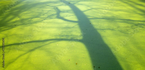 tree shadows on duckweed in forest pond